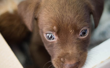 Alt du må vite om å omplassere en hund