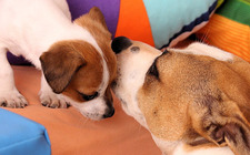 Hvordan velge riktig hundenavn?