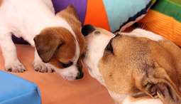 Hvordan velge riktig hundenavn?